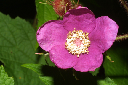 flowering raspberry