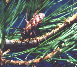 Monochamus carolinensis feeding on a pine 
seedling