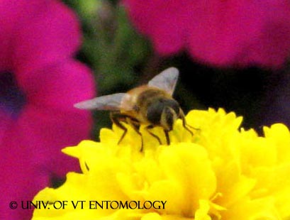 Syrphid Adult