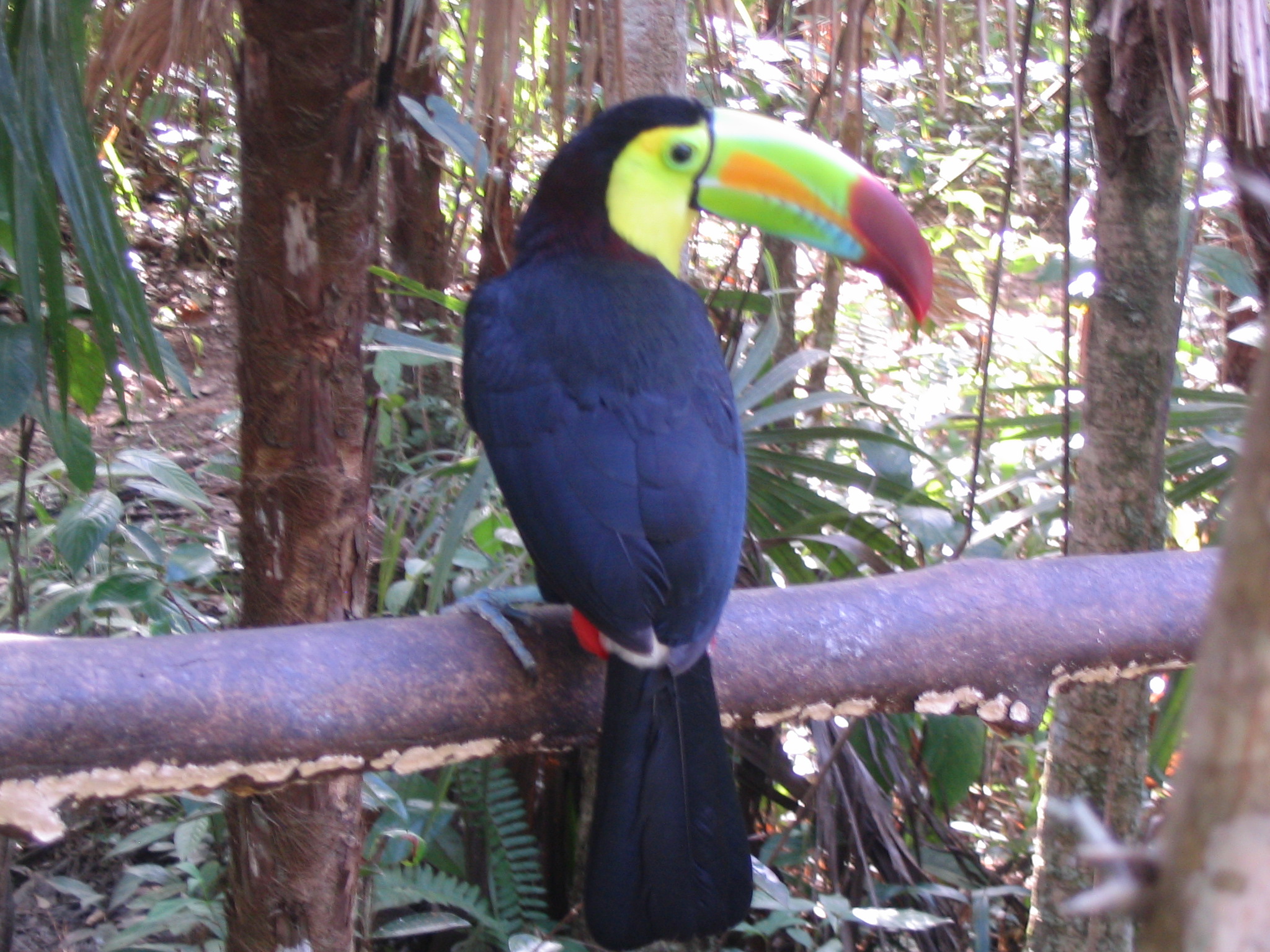 Keel-Biled Toucan, National Bird of Belize