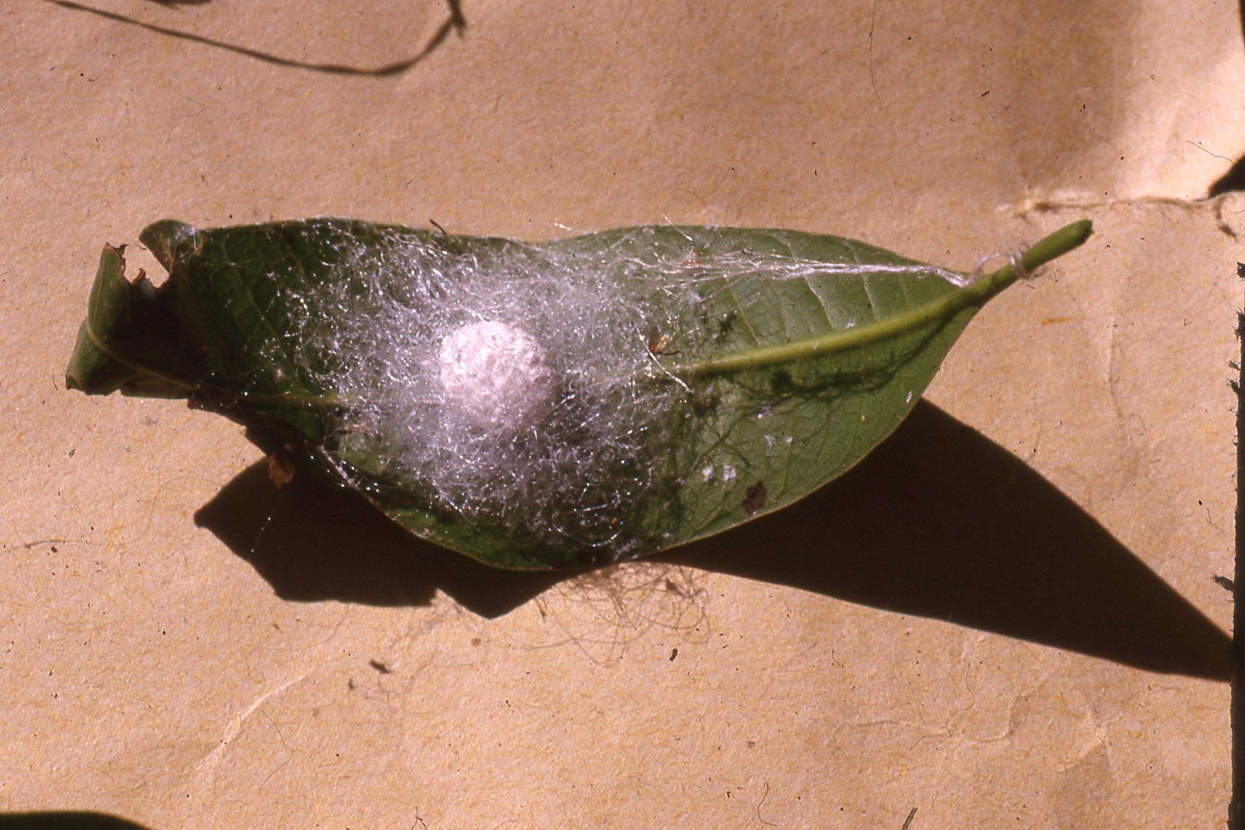 egg sac