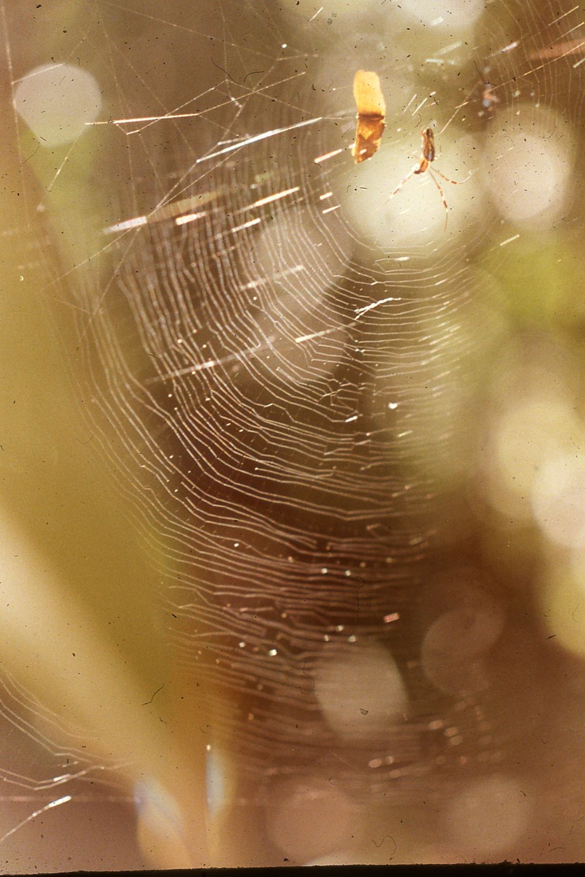 baby web