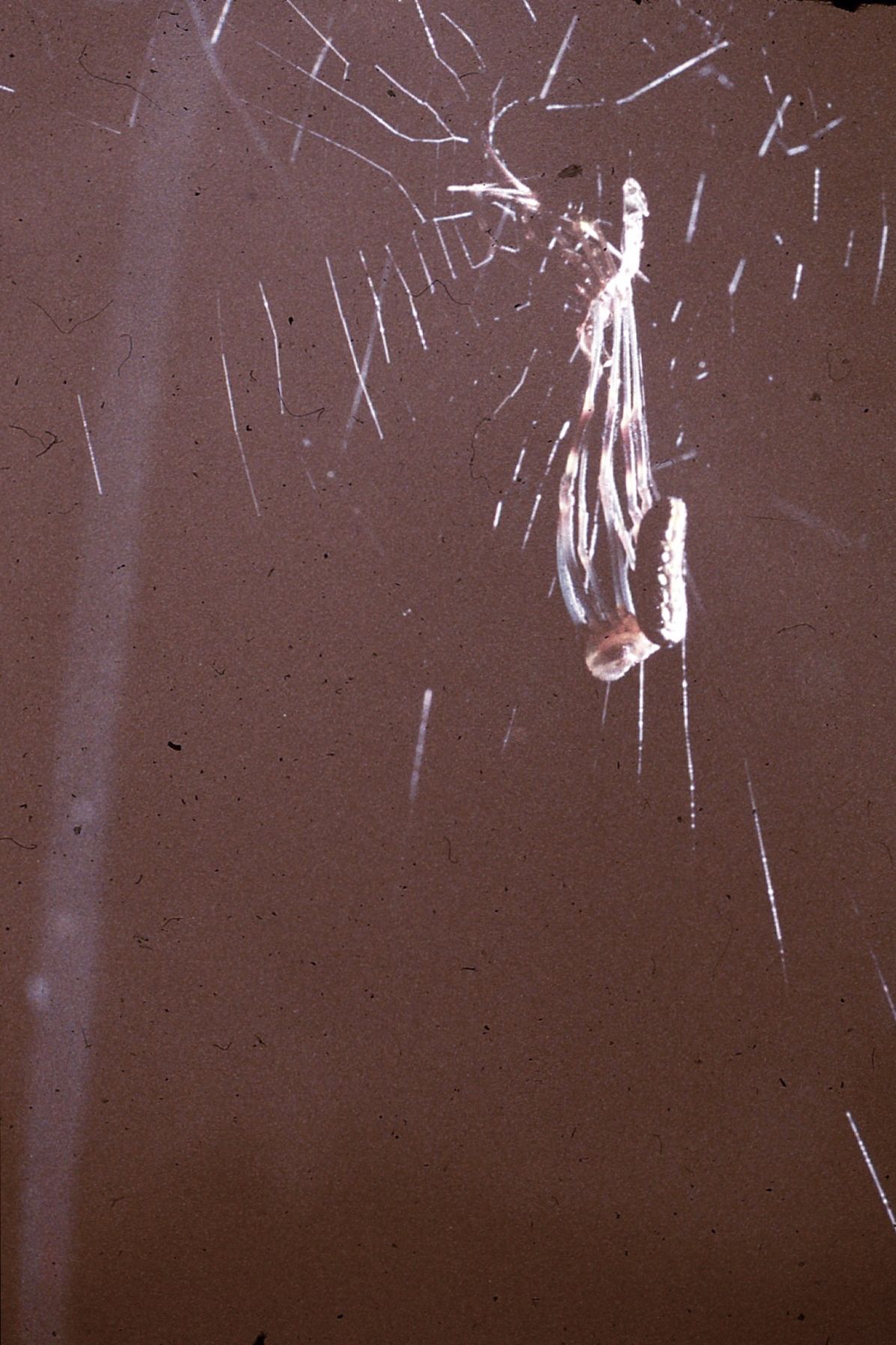 molting spider