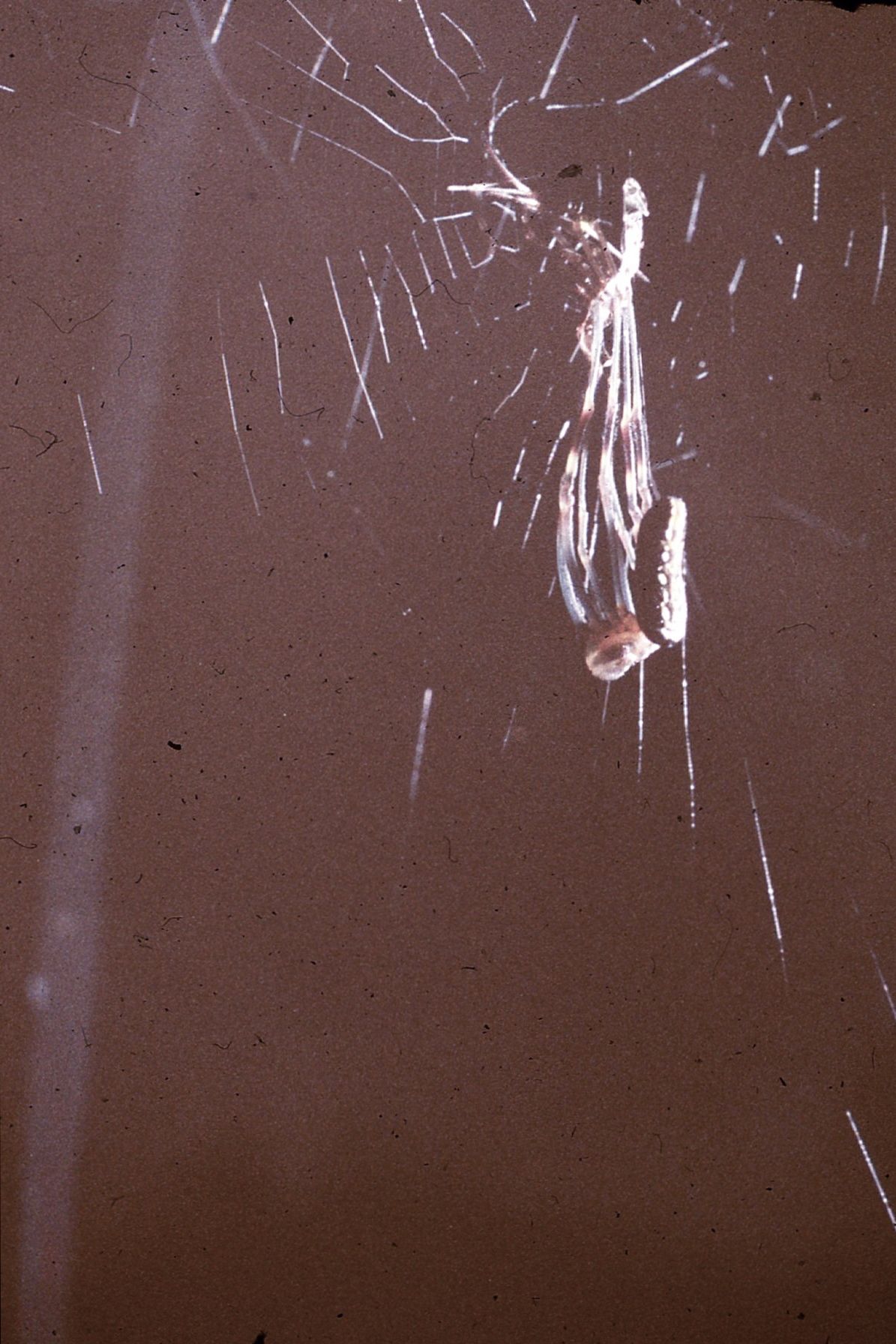 Molting spider