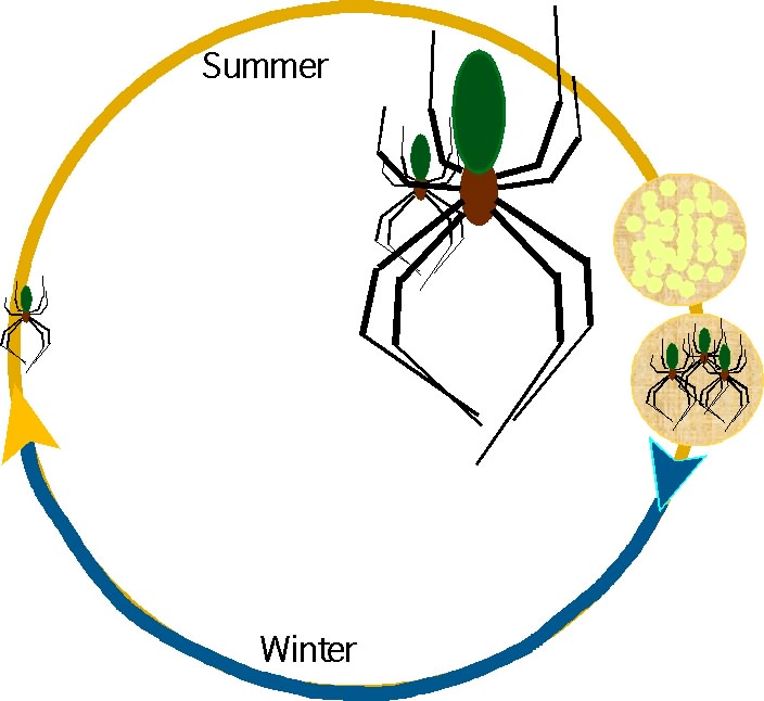 Seasonal Cycle