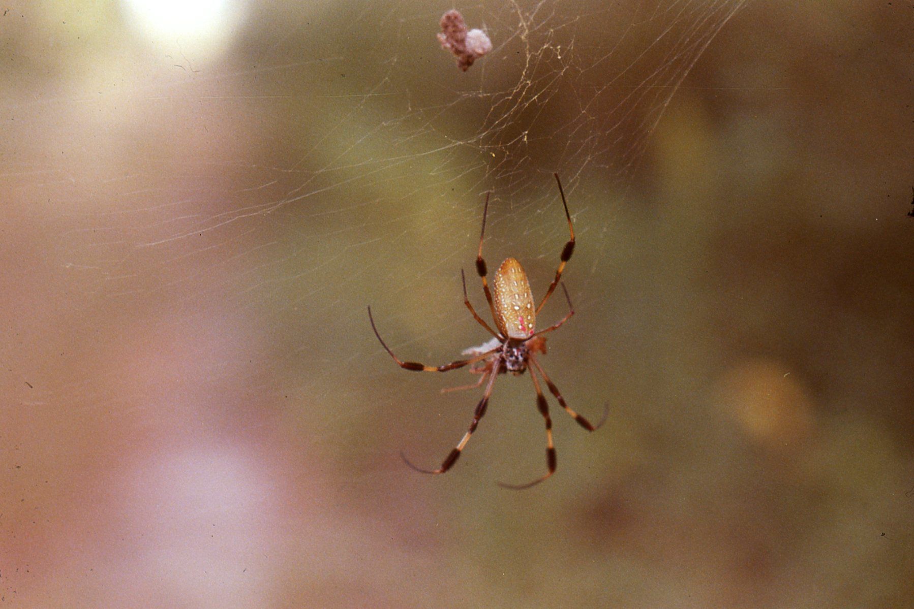 spider eating