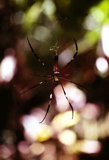 Young Nephila pilipes