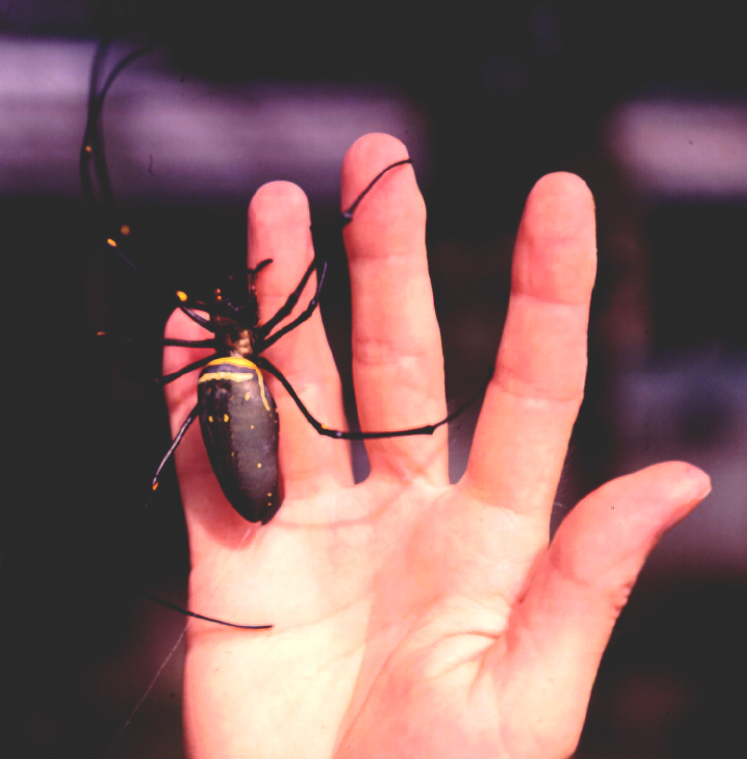 N. pilipes on my hand