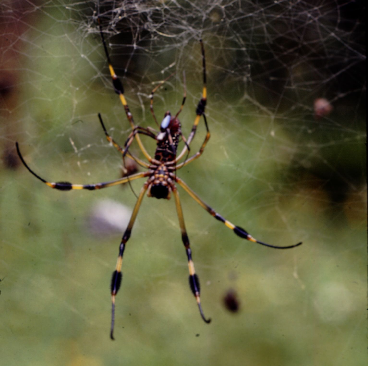 Mating