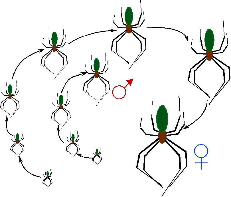 cartoon presentation of spider development