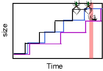 growth model 2