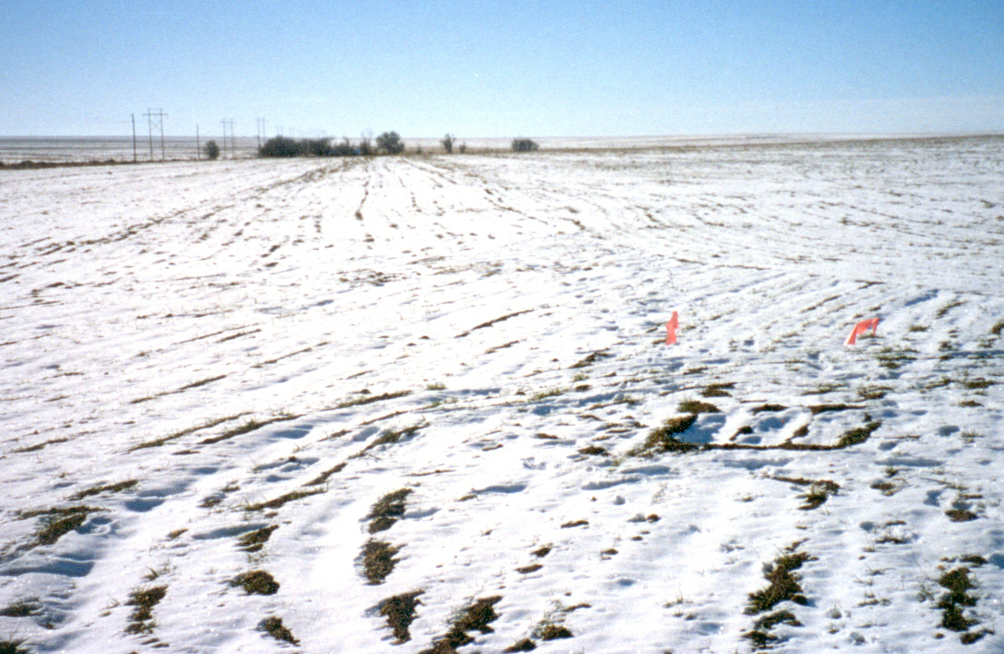 Plot in lamar field site
                    covered in snow