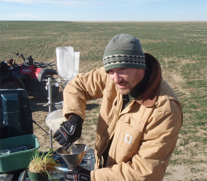 Scott preparing a
                                              mixture of aphids and
                                              cream of wheat (c) used to
                                              infest winter wheat