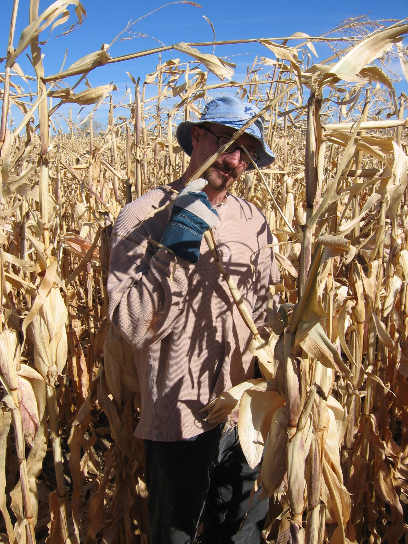 Corn harvest for yields 2006