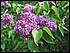 Lilacs