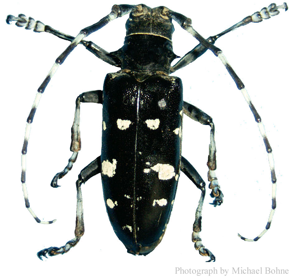 Asian Longhorn Beetle Picture 21
