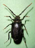 Male broadnecked root borer