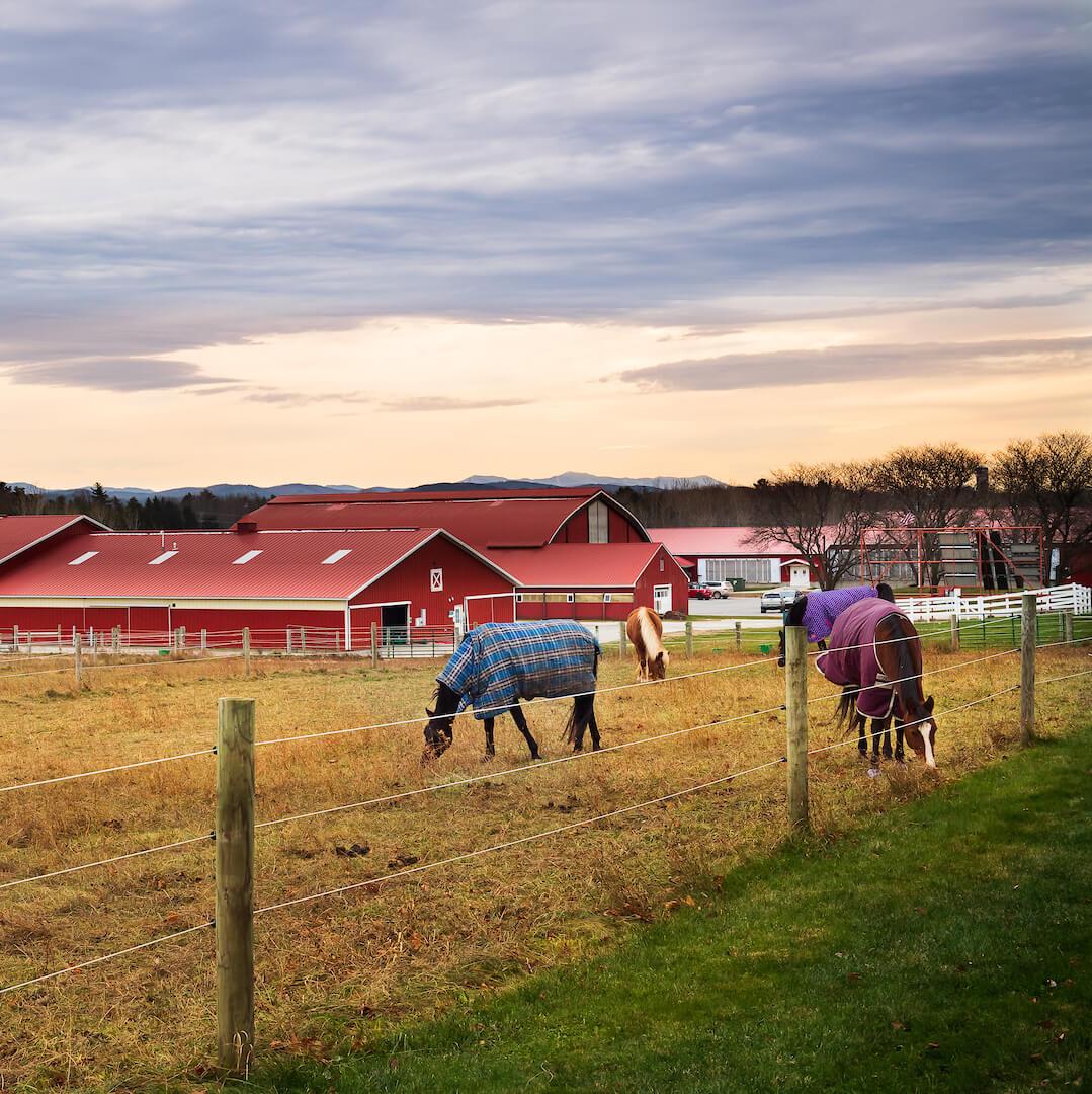 Horses in blankets graze in a field, a series of barns behind them.