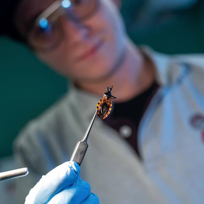 A person in a lab coat holds a bug in a pair of tweezers.