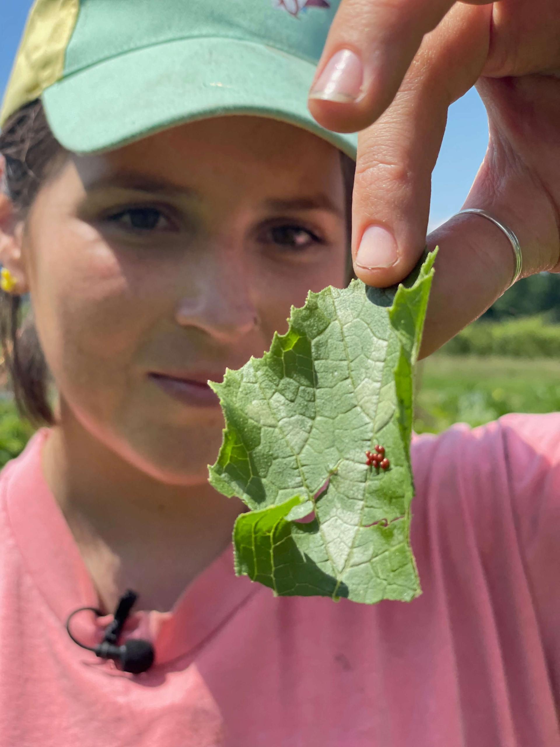 Student examines a plant pest on a leaf