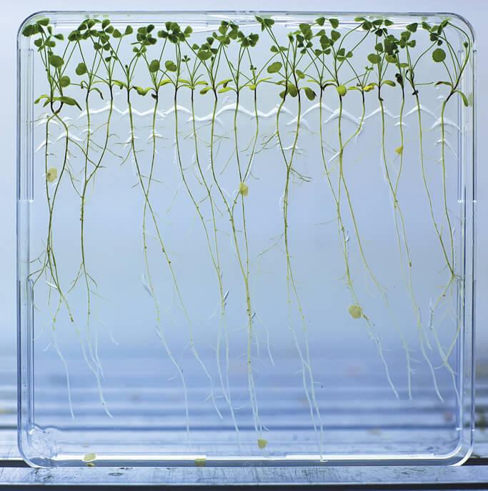plant roots grow in a root experiment