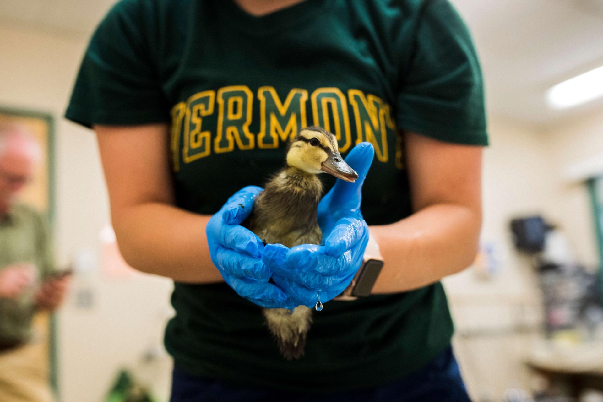 student on an internship rehabilitating wildlife, in this case a duck