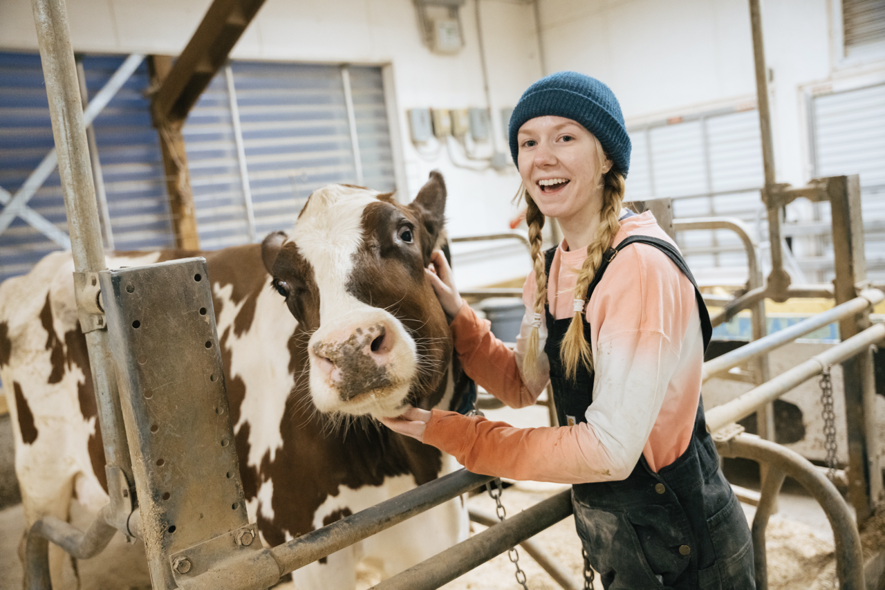 Student cares for a dairy cow as part of the CREAM program