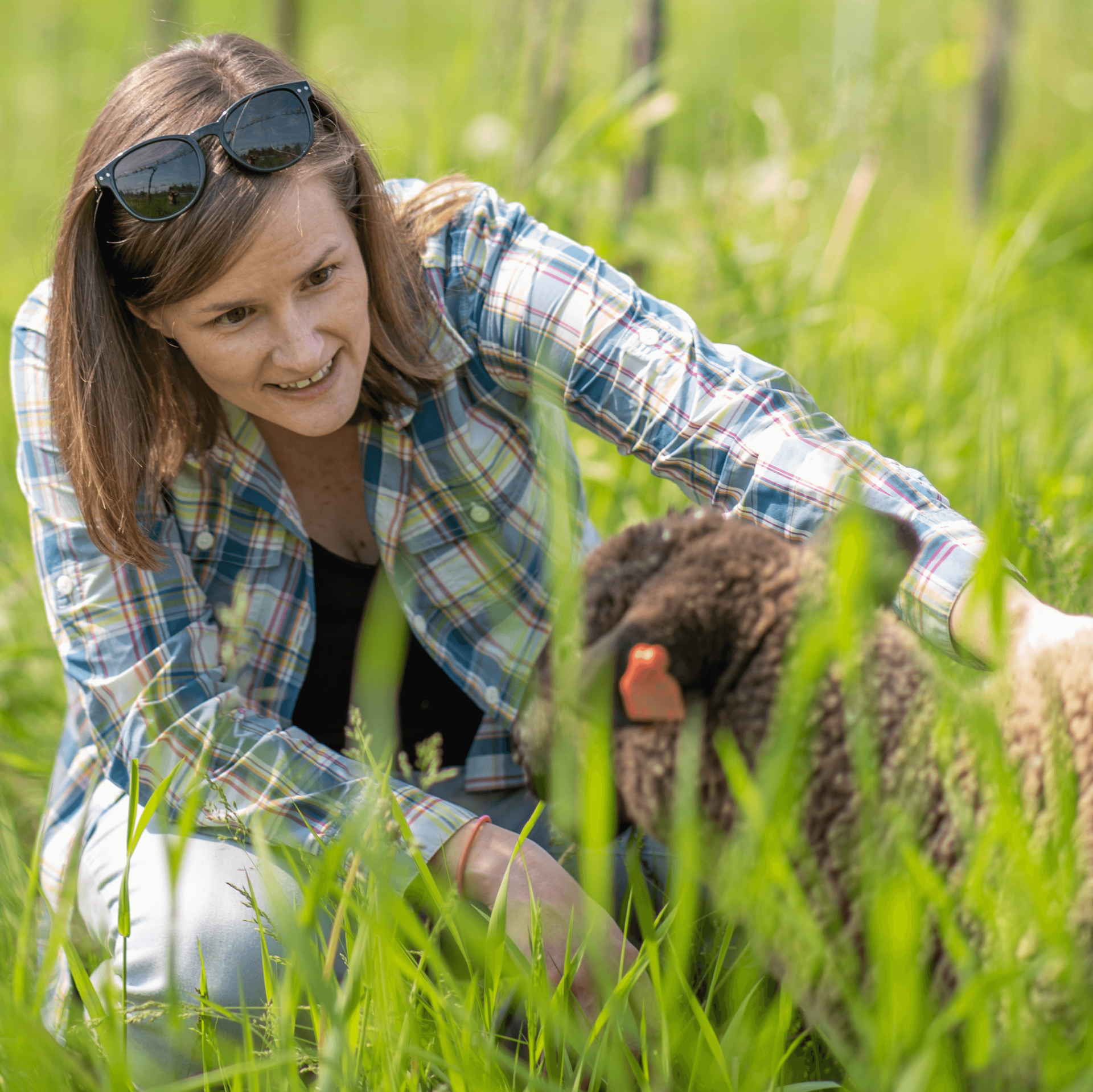 Meredith Niles examines a sheep in a field