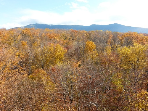 Mt. Mansfield with fall foliage in the foreground