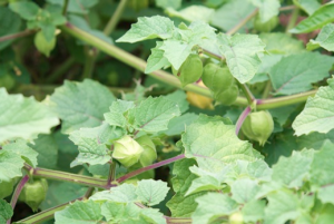 Intervale huskcherry