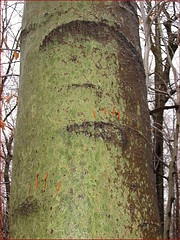 Bear Claws on Beech