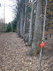 Northern Hardwood Sugar Maples