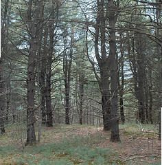 White Pine Forest