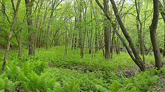 Silver Maple Floodplain Forest