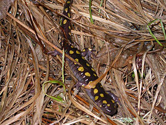 Spotted Salamander