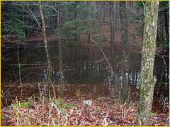 Vernal Pool