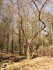 Old Apple Tree