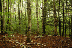 Birch Woods on Prospect Hill