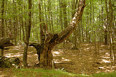 Sugar Maple on Prospect Hill