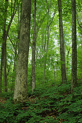 Rich Hardwood Forest Community
