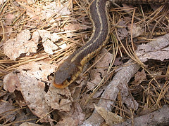 Garter Snake