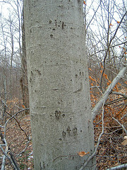Black Bear Claw Marks