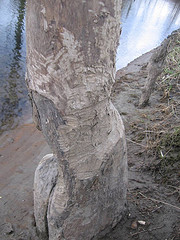 Beaver Chewed Tree