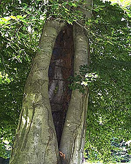Cavity Tree
