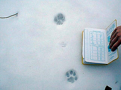 Bobcat Tracks