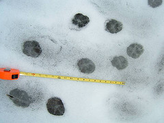 Eastern Coyote Tracks