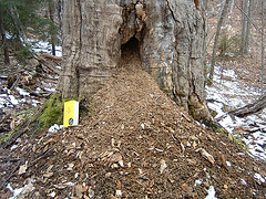 Porcupine Den