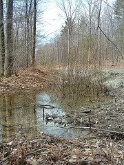 Vernal Pool