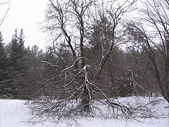 Apple tree in Hinesburg