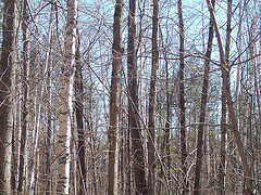 Northern Hardwood Forest